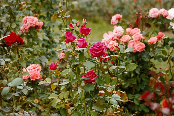 Буш красивых розовых и красных роз в саду. Винтажный цветной фильтр Instagram — стоковое фото