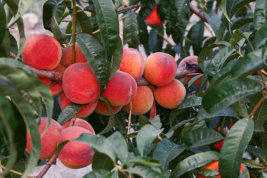 Olgun Şeftali meyve bahçe içinde dal üzerinde yakın çekim
