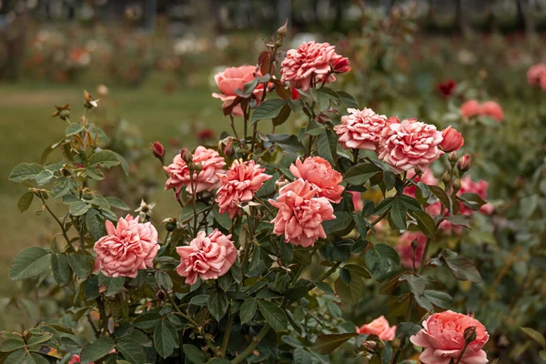 Jardim rosas rosa cor vintage — Fotografia de Stock