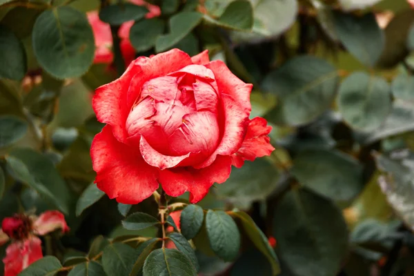 Rose rose sur la branche dans le jardin — Photo