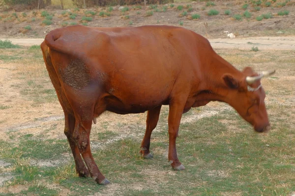 Mucche al pascolo su un pascolo di bassa qualità — Foto Stock