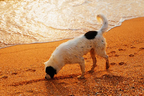सूर्योदय दरम्यान समुद्रात पोहल्यानंतर सोनेरी वाळू बीच स्निफिंगवर शिकार कुत्र्याचे साइड दृश्य — स्टॉक फोटो, इमेज