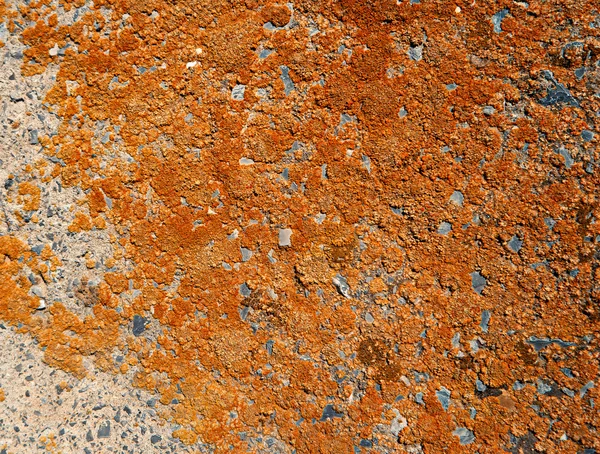 Yellow lichen on concrete surface background — Stock Photo, Image
