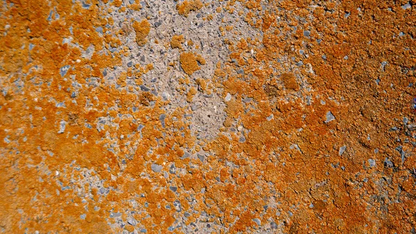 Lichen de naranja seca sobre fondo de pared de cemento —  Fotos de Stock