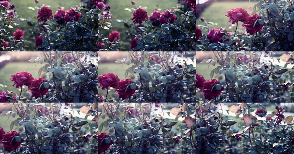一套垂死的玫瑰在秋天的花园设置的图片。五颜六色的色调拍摄. — 图库照片