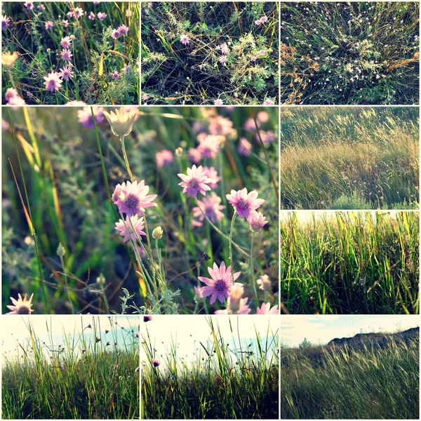 Дикі квіти в трав'яному колажі колоризованих зображень, набір тонованих зображень літній час життєво важливий — стокове фото