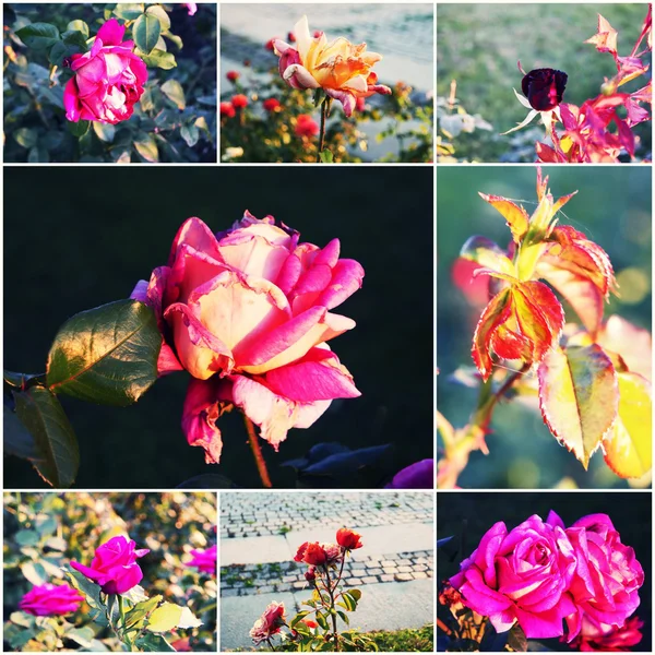 Tuin rozen. Herfst rosegarden. Briefkaart Collage van getinte beelden. — Stockfoto