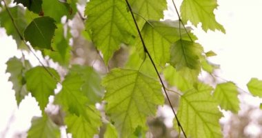 Arkadan aydınlatmalı görüntüleri uçakları ayarla, taze yeşil genç huş ağacı yaprakları