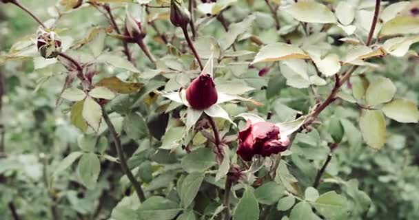 Two buds of rose flowers in autumn garden top view vintage color — Stock Video