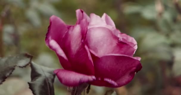 Närbild av vacker violett ros i en trädgård i höst — Stockvideo