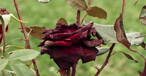 Sterben dunkelrote Rose im Garten, selektiver Fokus, Jahrgangsfarbe, absterbende Pflanze im Herbst, traurige Herbststimmung. — Stockvideo