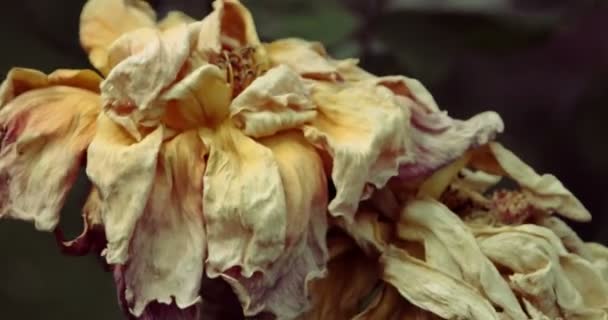 Rosa amarilla seca macro en el jardín, enfoque selectivo, color vintage, planta moribunda en otoño, estado de ánimo triste otoño — Vídeo de stock