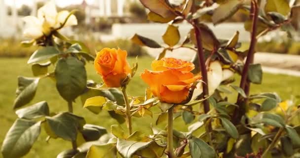 Gelbe Rosen im Herbst Garten Reihe von Flugzeugen. — Stockvideo
