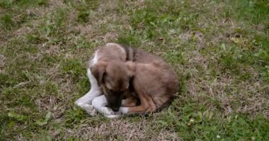 Arka Bahçe çim, üzülmüş ve gelgit, üzerinde çok güzel vahşi yavru köpek uçakları ayarla