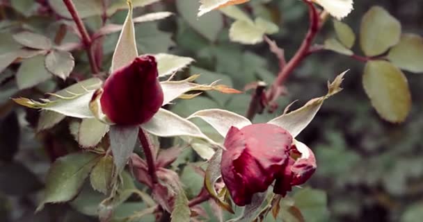 Two rose buds in autumn garden. Blooming season is over but rosebush is trying to bloom — Stock Video