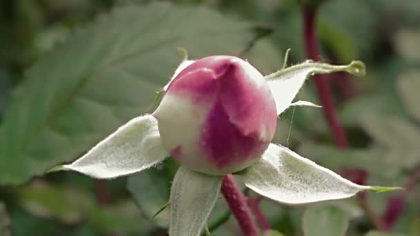 Zoom arrière du bouton de rose sur le rosier — Video