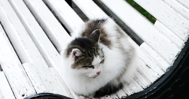 Feral gato de rua sentado em um banco de parque em tempo frio outono — Vídeo de Stock