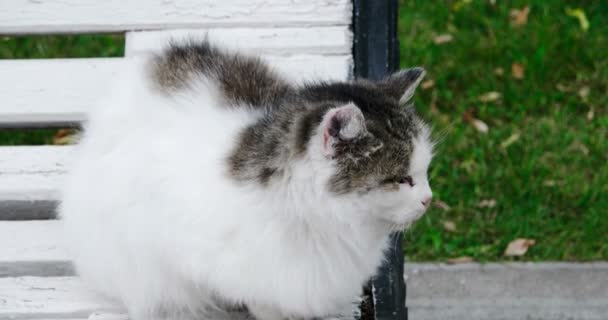 Vista lateral del gato salvaje sentado en el banco del parque y mirando hacia otro lado de la cámara en clima frío de otoño. Gato esponjoso descansando en un parque — Vídeo de stock