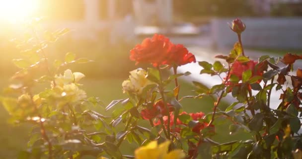 秋の崩壊自然背景に美しいバラの花 — ストック動画