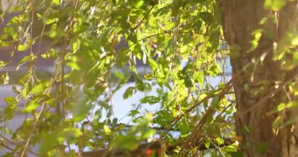 Green tree backlit in the street footage — Stock Video