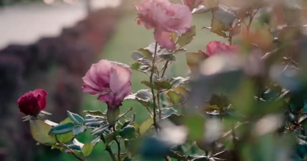 Rosas no parque. rosas moribundas no outono imagens tonificadas — Vídeo de Stock