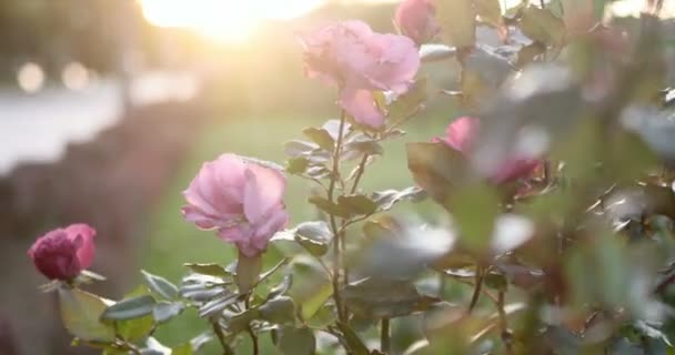 Червоні троянди в осінньому саду підсвічування — стокове відео
