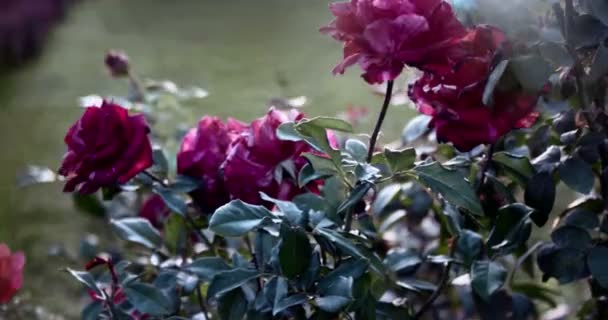 Rosebush en el parque. rosas moribundas en imágenes tonificadas de otoño — Vídeos de Stock