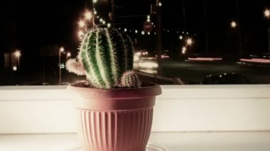 Kaktüs pencere ve araba Lights Out odak