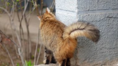 Bayan kedi kemerli sırtını ovmak duvar inşa karşı