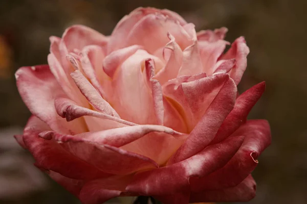 Closeup of Big Pink rose flower dying on steam a lot of space for text selective focus. Wilted rose in autumn garden. Autumn season sad mood. Dying nature — Stock Photo, Image