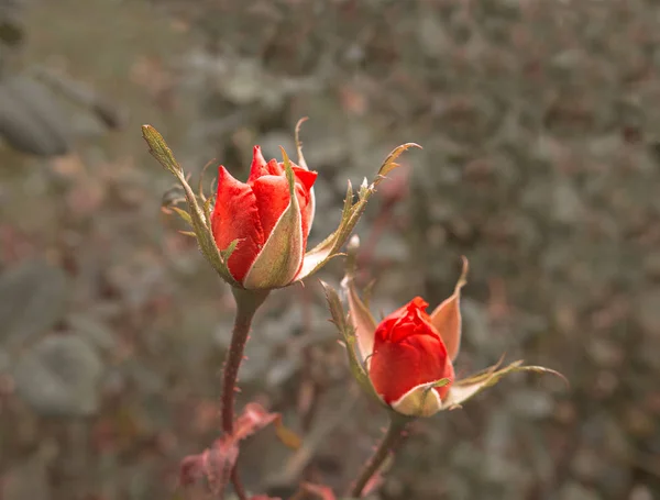 Två scharlakansröda rosor i höst trädgården. Döende växter ljus upplyst genom att solen. Wilting steg på Rose-Bush mycket närbild sköt. Vintage färg, selektivt fokus — Stockfoto