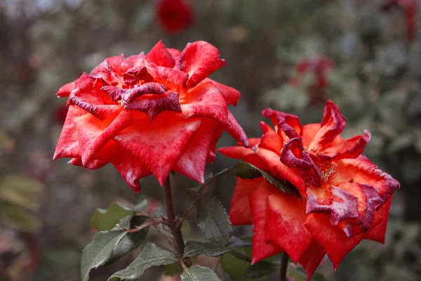 Вид збоку на дві квітки червоної троянди в осінньому саду. Постріл тонований в вінтажному кольорі, вибірковий фокус розмитого фону. Плетіння піднялося в центрі з копійкою в кутах — стокове фото