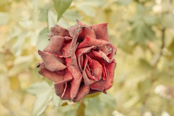 Top view of dry red rose flower in garden. Shot toned in vintage color, selective focus blurred background. Wilting rose in the center with copyspace by sides — Stock Photo, Image