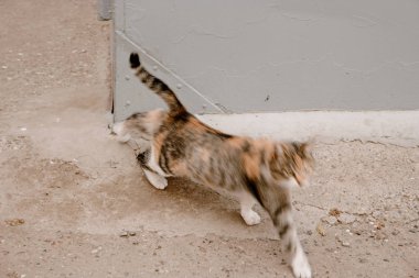 Kedi streç, kendini bulanık şirin komik kedi tam vücut vurdu, açık havada Genç oyun oynayan kedi