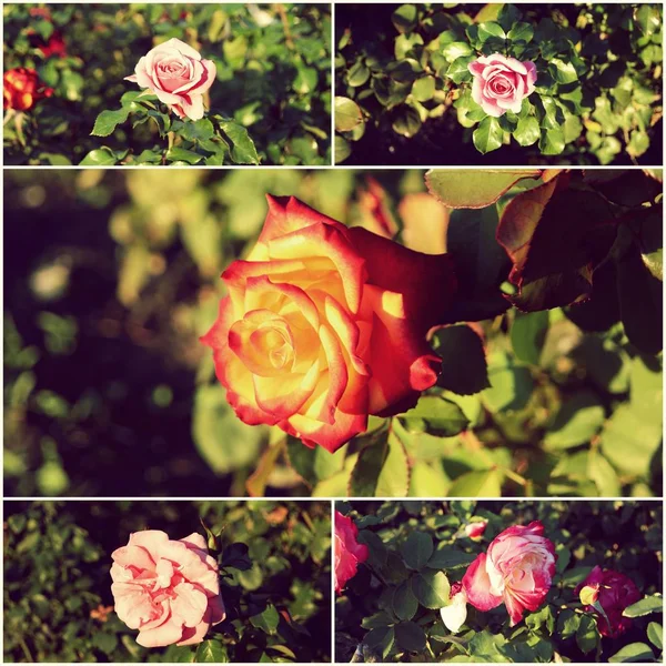 Коллаж садовых роз в дневное время — стоковое фото