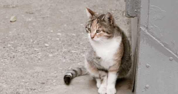 Gato sem-teto esperando na rua olhando para longe — Vídeo de Stock