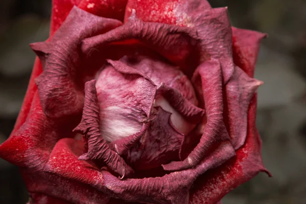 Rosa rossa morente nel giardino autunnale macro shot. Rosa appassita. Triste umore autunnale. Rose appassite in autunno. Colori saturi bassi vintage. Copyspace. Focus selettivo — Foto Stock