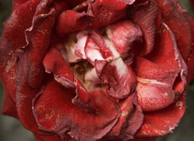 Gül makro doğa arka plan kurutulmuş