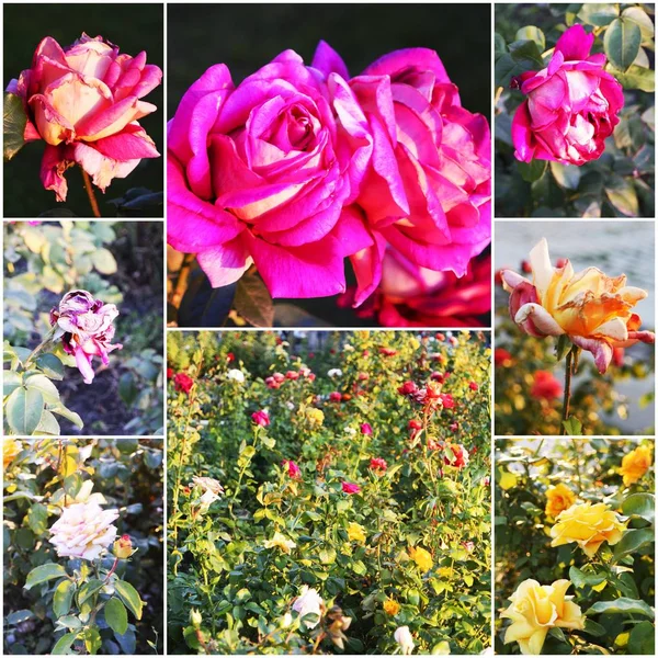 Colagem de belas rosas no jardim. Rosa flores cobrindo rosa arbusto no jardim de verão. Colagem de fotos tonificadas — Fotografia de Stock