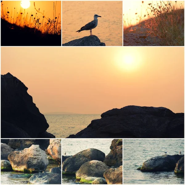 Möwe am Meer, Meeresoberfläche bei Sonnenuntergang, Steine an der Küste Collage von Fotos Kopierraum am Sonnenuntergang Himmel in der Mitte, Postkartenschablone — Stockfoto