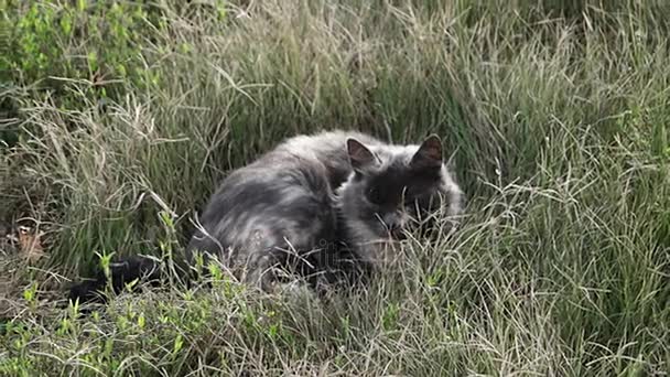 Grijze kat rusten in hoog gras in de herfst koud weer — Stockvideo