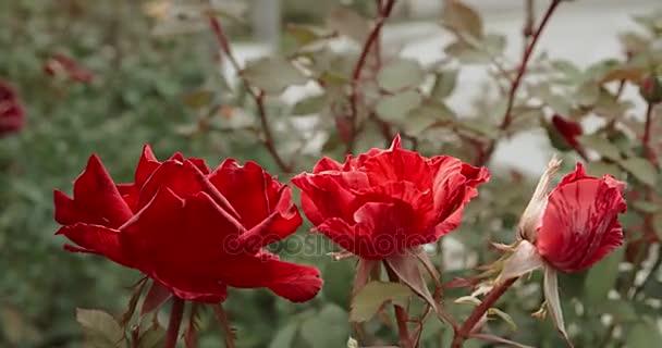 Three scarlet roses closeup. Bush of beautiful roses in a garden. Horizontal shot a selective focus. — Stock Video