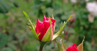 Bloom açılışına kokulu gül.