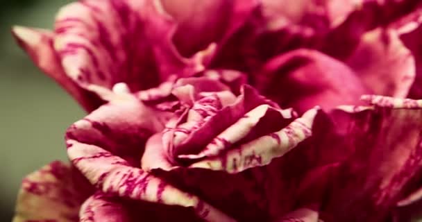 Jardim idílico com um conjunto de rosas jardim de imagens para montagem . — Vídeo de Stock