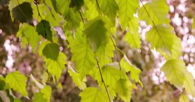 Huş ağacı dalı Şehir Parkı içinde yeşil yaprakları ile