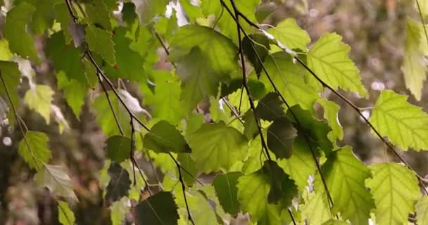 Foglie di betulla sul ramo che si muovono nel vento — Video Stock