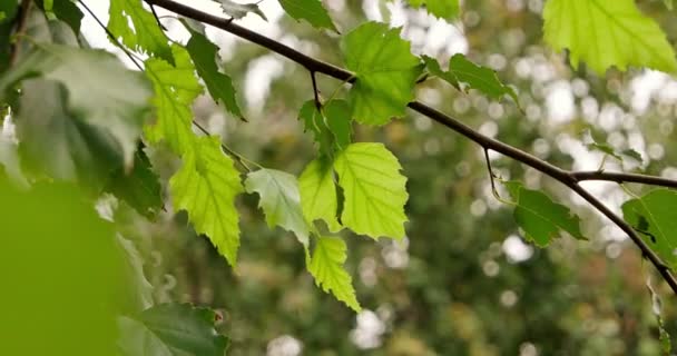 Gren av ryska Björk med gröna blad rör sig i vinden. — Stockvideo