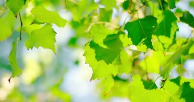 Arkadan aydınlatmalı kümesi taze yeşil huş ağacı yaprakları