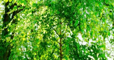 Huş ağacı arkadan aydınlatmalı kümesi footages montajı için