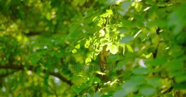 Akasya footages arkadan aydınlatmalı kümesi bırakır.